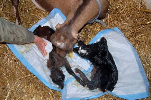 Новорождёные козлята