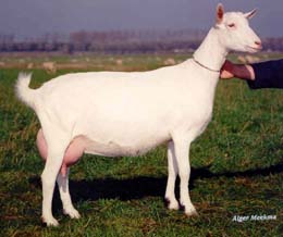 Комолоя молочная коза