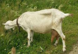 Зааненская сама крупная коза в мире   удои состовляют до 6 л